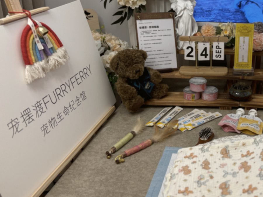 双手轻托猫咪 paws 的温暖瞬间